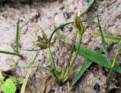 Cyperus bipartitus
