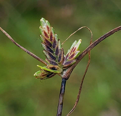 Cyperus bipartitus