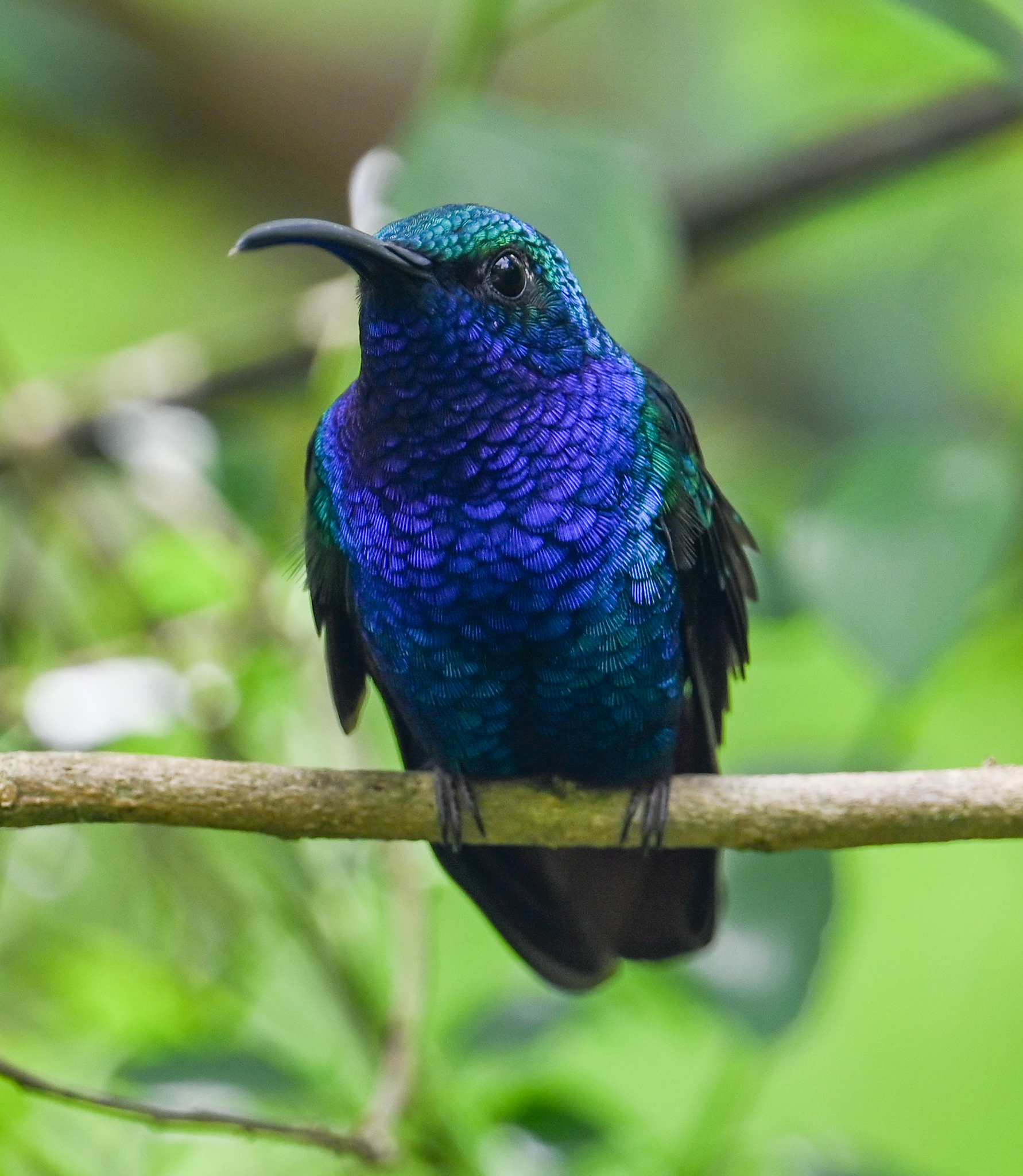 Lazuline Sabrewing (Campylopterus falcatus), photo 2