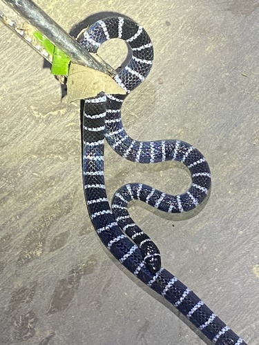 Photo of a Annellated Coral Snake (Micrurus annellatus)