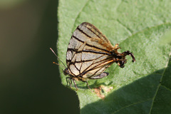 Arawacus meliboeus