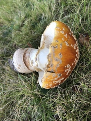 Amanita muscaria guessowii