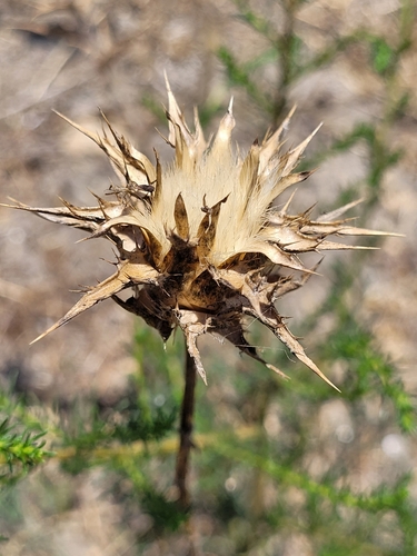 milk thistle