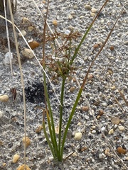 Cyperus grayi