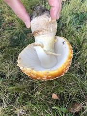 Amanita muscaria guessowii