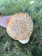 Amanita muscaria guessowii