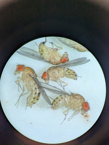 Drosophila recens