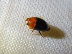 Hydrocanthus atripennis