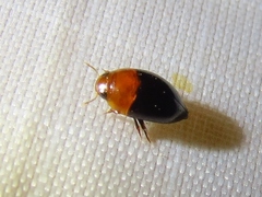 Hydrocanthus atripennis