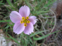 Cosmos crithmifolius