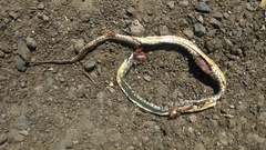 Lygophis anomalus