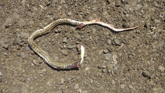 Lygophis anomalus