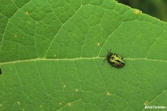 Calligrapha pantherina