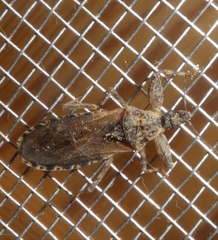 Oncocephalus squalidus