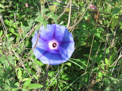 Ipomoea laeta