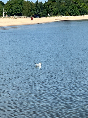 Ring-billed Gull