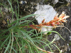 Pitcairnia karwinskyana
