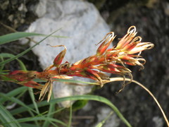 Pitcairnia karwinskyana