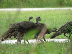 Meleagris gallopavo osceola
