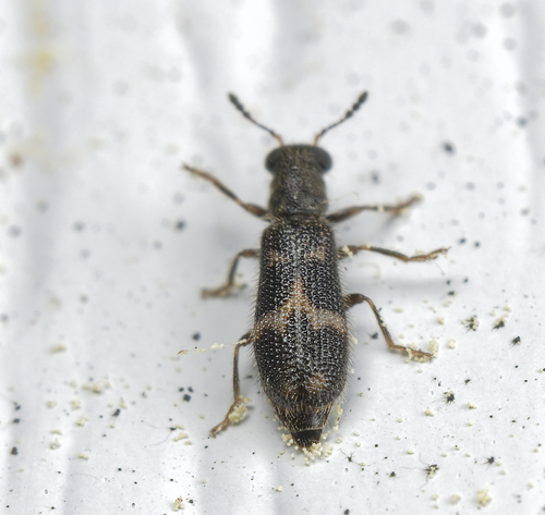 Madoniella dislocata