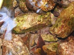 Metrocoris lituratus