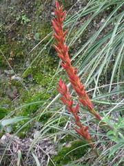 Pitcairnia karwinskyana