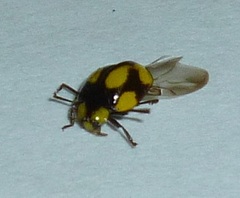 Illeis galbula
