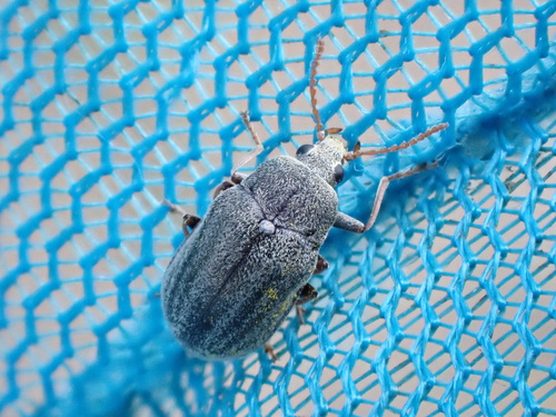 Mycterus tibialis