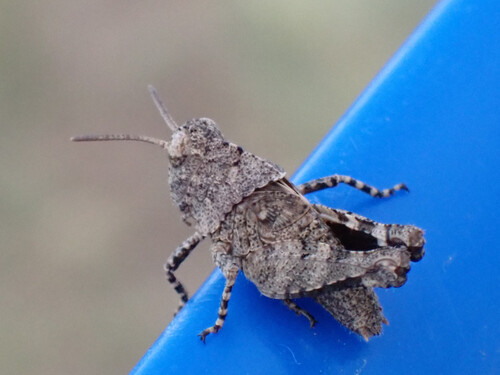 Blue-winged Grasshopper