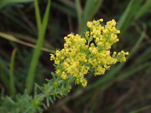 Lady's Bedstraw