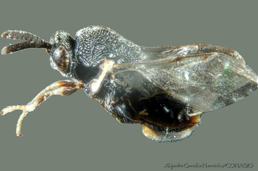 Brachymeria carinatifrons
