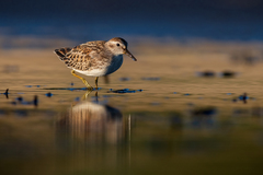 Least Sandpiper photo 5