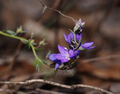 Veronica perfoliata