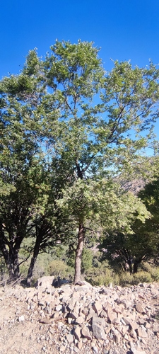 Zelkova abelicea
