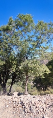 Zelkova abelicea