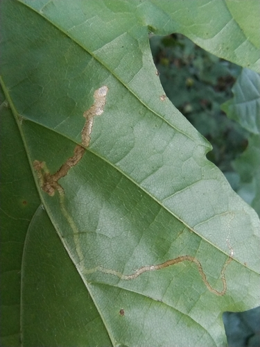 Scarce Maple Pigmy, 6525 GD Nijmegen, Netherlands, photo 8 of 10