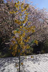 Sophora
