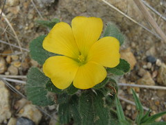 Turnera callosa