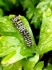 Papilio polyxenes