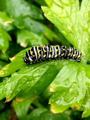 Papilio polyxenes