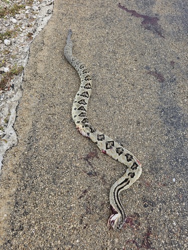Yucatán Neotropical Rattlesnake