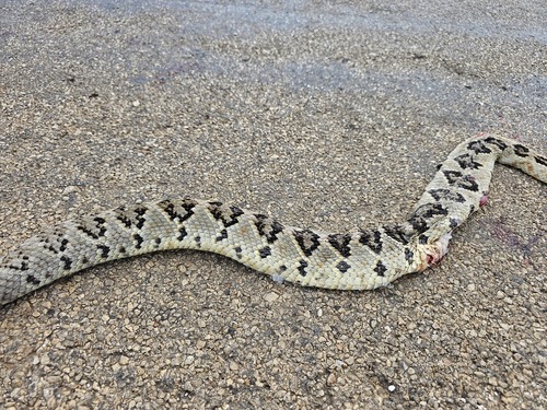 Yucatán Neotropical Rattlesnake