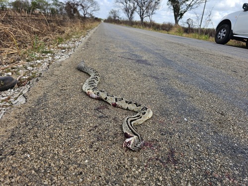 Yucatán Neotropical Rattlesnake