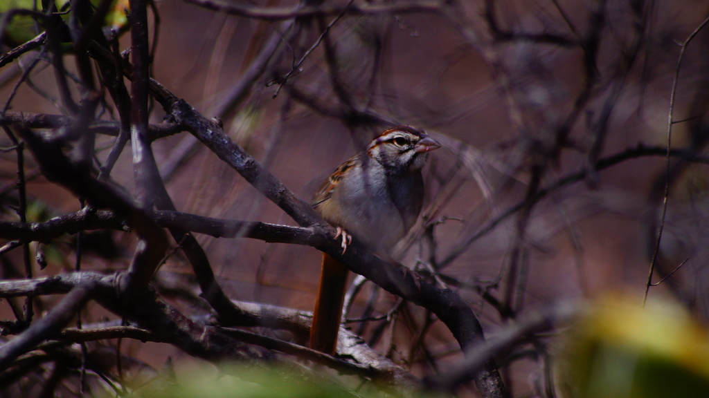 Cinnamon-tailed Sparrow