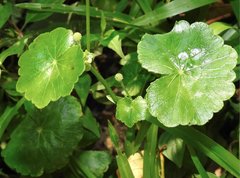 Hydrocotyle ramiflora