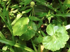 Hydrocotyle ramiflora