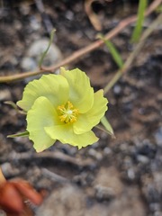 Cienfuegosia yucatanensis, photograph (c) Giovana A. Valencia, some rights reserved (CC BY)