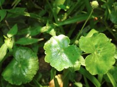 Hydrocotyle ramiflora