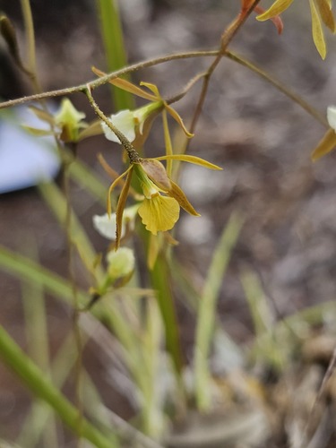 Encyclia nematocaulon, photograph 4