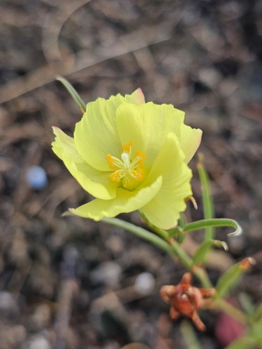 Yellow Hibiscus (Cienfuegosia yucatanensis)